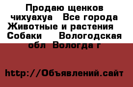 Продаю щенков чихуахуа - Все города Животные и растения » Собаки   . Вологодская обл.,Вологда г.